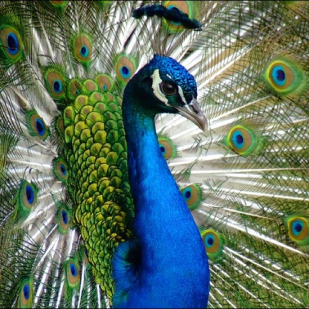 MORE PEACOCKS COMING SOON!